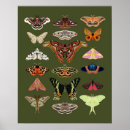Search for luna moth art Butterfly