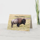 Search for bison birthday cards Animal