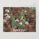 Search for flower petals postcards White