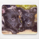 Recherche de scot tapis souris L'ecosse