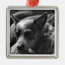 Search for red heeler ornaments Dog