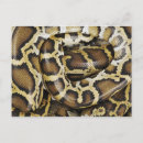 Search for pythons postcards Reptile