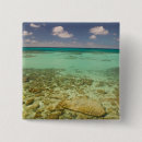 Search for turk buttons Tropical