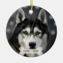 Search for huskies home living Animals
