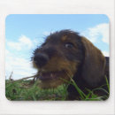 Recherche de malfaisant Chien