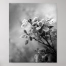 Search for black and white leaves posters Nature