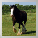 Search for draft horse art Clydesdale