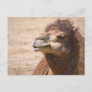 Recherche de dromadaire posters Sauvage