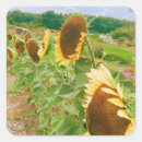 Search for sunflower fields stickers Summer