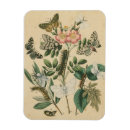 Recherche de studio magnets Insectes
