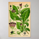 Search for poisonous plants posters Belladonna