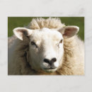 Recherche de brebis cartes postales Mignon