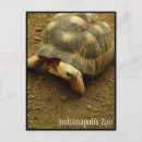 Search for desert animals postcards Reptile
