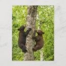 Search for climbing tree postcards Black bear