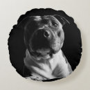 Search for pitbull pillows Amstaff