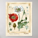 Recherche de poppy paintings posters Illustration