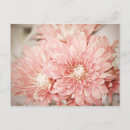 Search for mums postcards Pink