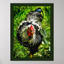Recherche de poule rouge posters Animaux