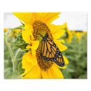 Recherche de monarque photographie Insecte