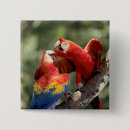 Search for macaws buttons Animal