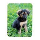 Recherche de berger allemand magnets Animal