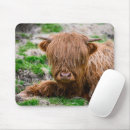 Search for highland cow mousepads Cattle