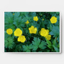 Recherche de rose photographie enveloppes Flore