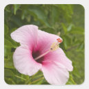 Search for cook islands stickers Michael defreitas
