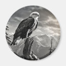 Search for wild bird magnets Nature