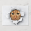 Recherche de maquereaux cartes postales Tabby de maquereau