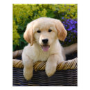 Search for funny golden retriever posters Cute