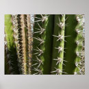 Search for barrel cactus posters Cacti