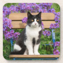 Search for tuxedo cat coasters Kitten