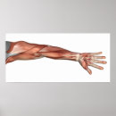 Search for arm muscle posters White background