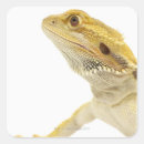 Recherche de dragon barbu autocollants Faune