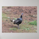 Search for wild turkeys posters Photography