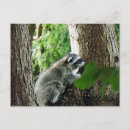 Recherche de laveur cartes postales Nature