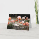 Search for funny flamingo cards Humor
