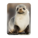 Recherche de bébés phoques magnets Animaux sauvages