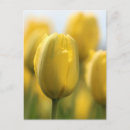 Search for sunshine yellow postcards Photography