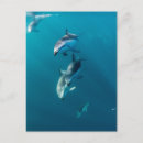 Recherche de animaux mignons cartes postales Mer