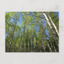 Search for birch tree postcards Green