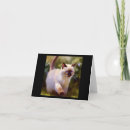 Recherche de abréviations cartes postales Chaton