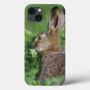 Search for lepus Rabbit