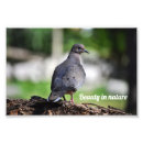 Search for wood pigeon posters Nature