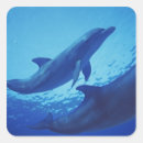 Search for bradley stickers Swim
