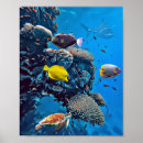 Search for sea life posters Aquatic
