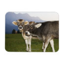 Search for adige magnets Nature