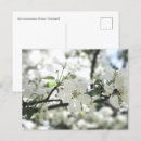 Search for apple tree blossoms postcards Floral