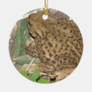 Search for toads ornaments Wildlife